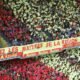 Derby Lens Lille